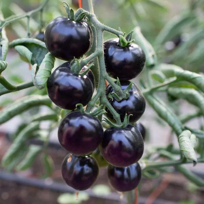 🍅 Organische Indigo-Rosen-Tomatensamen - Gentechnikfrei!