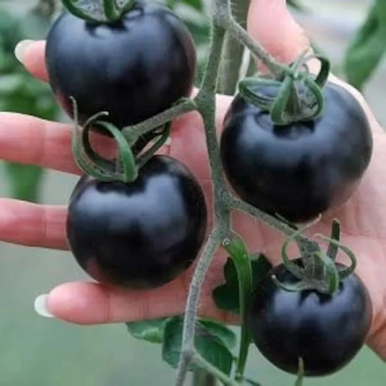 🍅 Organische Indigo-Rosen-Tomatensamen - Gentechnikfrei!