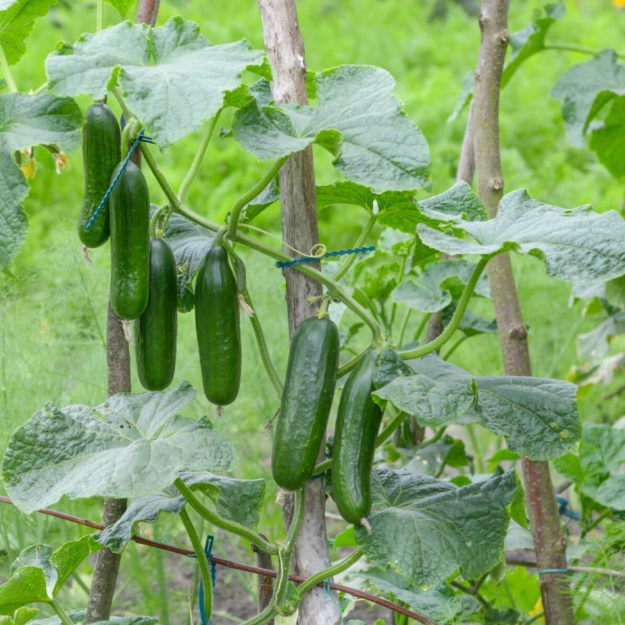 🌱🥒 Entdecken Sie die Freude an dornenlosen Mini-Gurkensamen - Perfekt für köstliche Snacks und frische Salate! 🌟🥗