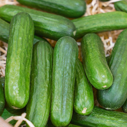 🌱🥒 Entdecken Sie die Freude an dornenlosen Mini-Gurkensamen - Perfekt für köstliche Snacks und frische Salate! 🌟🥗