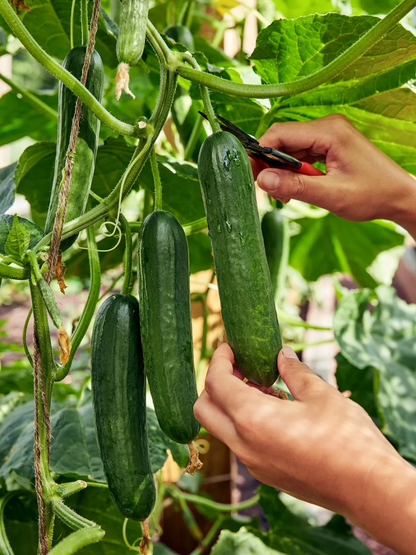 🌱🥒 Entdecken Sie die Freude an dornenlosen Mini-Gurkensamen - Perfekt für köstliche Snacks und frische Salate! 🌟🥗