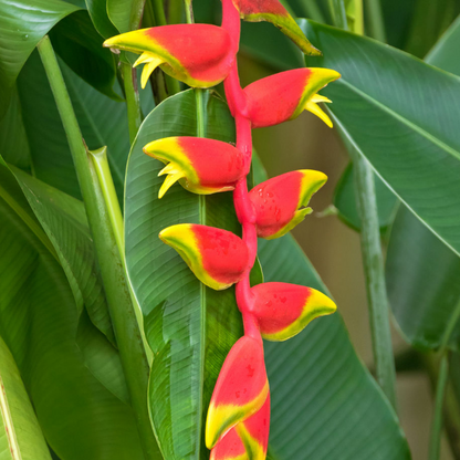 HELICONIA ROSTRATA PFLANZENSAMEN