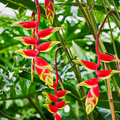 HELICONIA ROSTRATA PFLANZENSAMEN