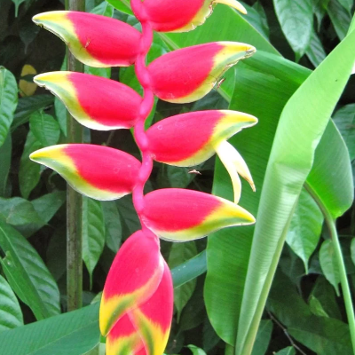 HELICONIA ROSTRATA PFLANZENSAMEN