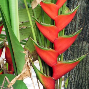 HELICONIA ROSTRATA PFLANZENSAMEN