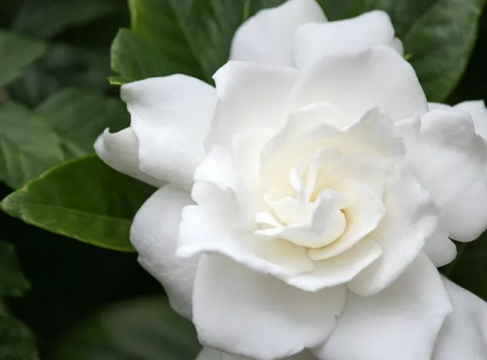 CAPE JASMINE SAMEN