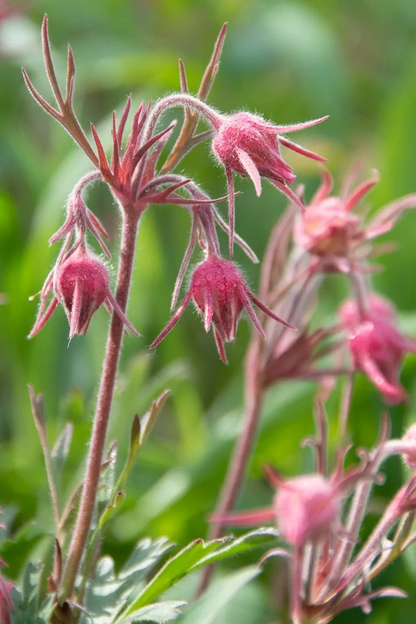 DREI BLUMENMALVE, PRAIRIE SMOKE - 50 SAMEN