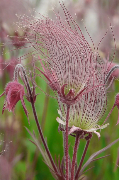 DREI BLUMENMALVE, PRAIRIE SMOKE - 50 SAMEN