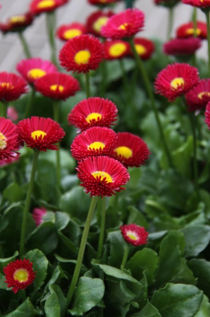 200 STK. BELLIS PERENSIS, ROT - BLUMENSAMEN