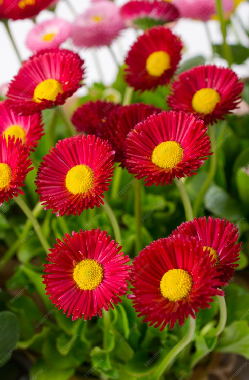 200 STK. BELLIS PERENSIS, ROT - BLUMENSAMEN