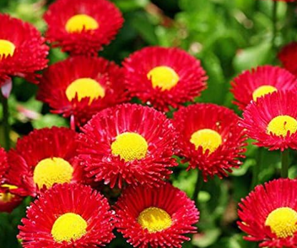 200 STK. BELLIS PERENSIS, ROT - BLUMENSAMEN