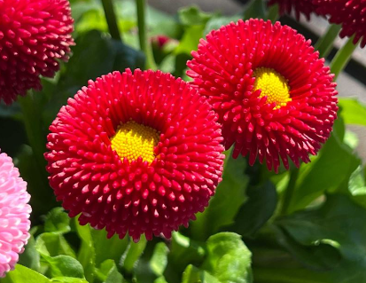 200 STK. BELLIS PERENSIS, ROT - BLUMENSAMEN