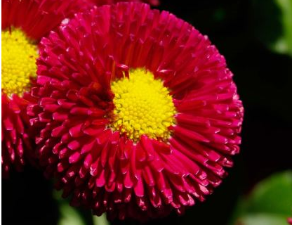 200 STK. BELLIS PERENSIS, ROT - BLUMENSAMEN