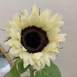 50 SAMEN WEISSE SONNENBLUME MIT SCHWARZEM KER