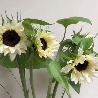 50 SAMEN WEISSE SONNENBLUME MIT SCHWARZEM KER