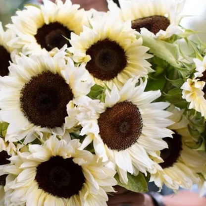 50 SAMEN WEISSE SONNENBLUME MIT SCHWARZEM KER