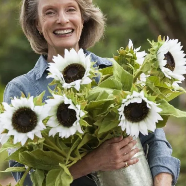 50 SAMEN WEISSE SONNENBLUME MIT SCHWARZEM KER