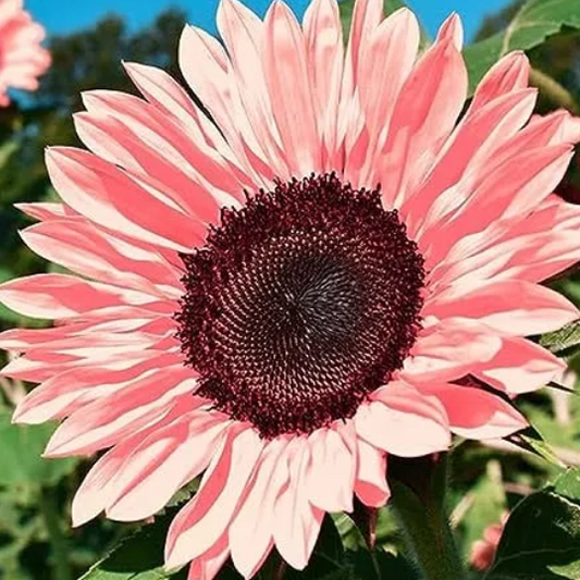 ROSA SONNENBLUMENKERNE – HOHE KEIMRATE, WUNDERBARE WAHL FÜR DEN GARTEN