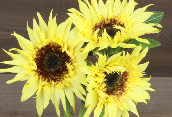 50 Samen Gelbe Sonnenblume mit schwarzem Herz