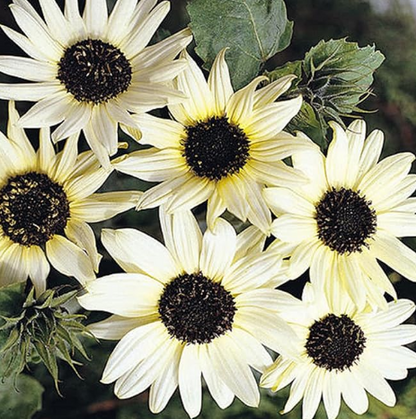 50 Samen Gelbe Sonnenblume mit schwarzem Herz