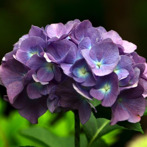 FREILANDHORTENSIE 'MISS SAORI BLUE' 50 SAMEN