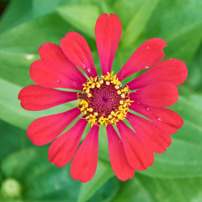 20 SAMEN GAZANIA COASTAL RIGENS SONNENBLUMENSAMEN