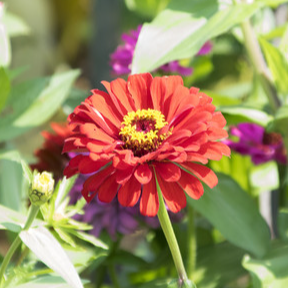 20 SAMEN GAZANIA COASTAL RIGENS SONNENBLUMENSAMEN