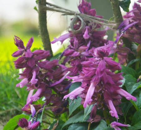 Salvia Splendens Zierblumensamen