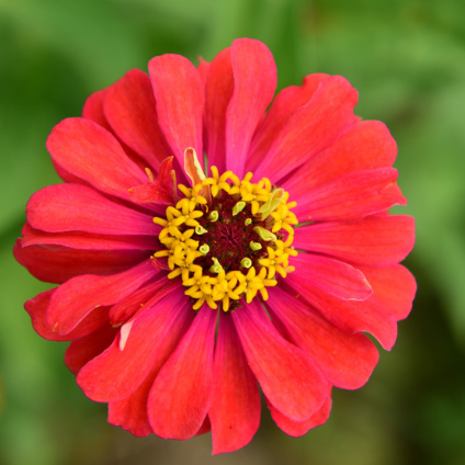 20 SAMEN GAZANIA COASTAL RIGENS SONNENBLUMENSAMEN