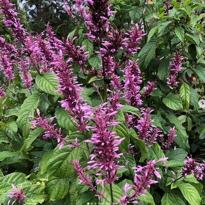 Salvia Splendens Zierblumensamen