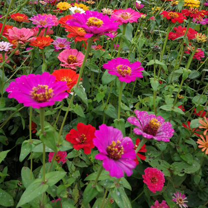 20 SAMEN GAZANIA COASTAL RIGENS SONNENBLUMENSAMEN