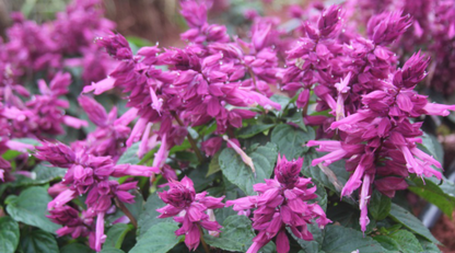 Salvia Splendens Zierblumensamen