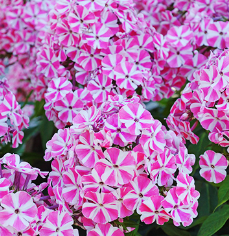 100 Samen für mehrjährige PHLOX Pflanzen im Freien, Aussaat von Phlox-Blumensamen im Hausgarten