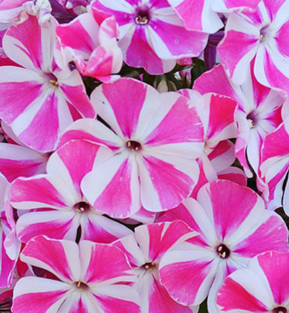 100 Samen für mehrjährige PHLOX Pflanzen im Freien, Aussaat von Phlox-Blumensamen im Hausgarten