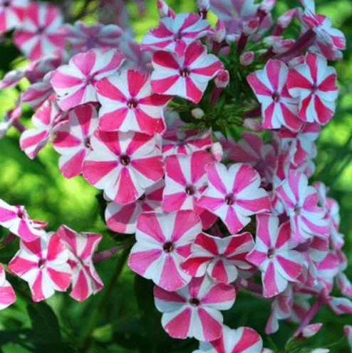 100 Samen für mehrjährige PHLOX Pflanzen im Freien, Aussaat von Phlox-Blumensamen im Hausgarten