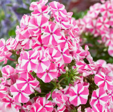 100 Samen für mehrjährige PHLOX Pflanzen im Freien, Aussaat von Phlox-Blumensamen im Hausgarten