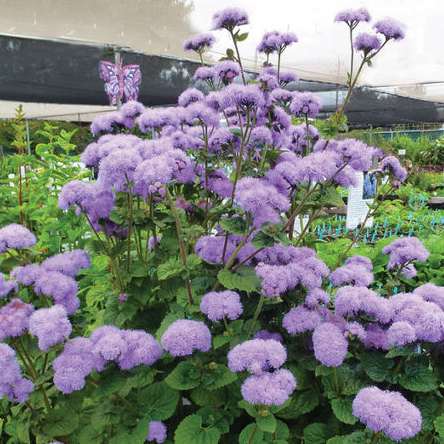 Ageratum Blue Horizon F1 Samen