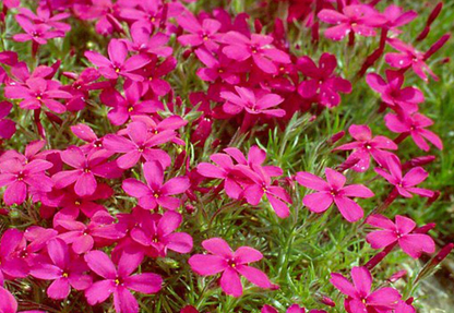 100 Samen für mehrjährige PHLOX Pflanzen im Freien, Aussaat von Phlox-Blumensamen im Hausgarten