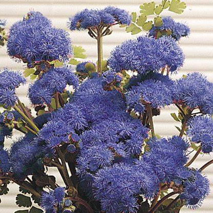 Ageratum Blue Horizon F1 Samen