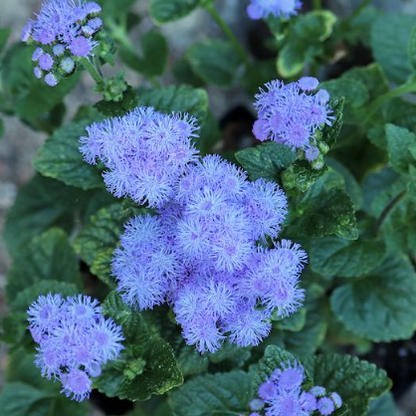 Ageratum Blue Horizon F1 Samen