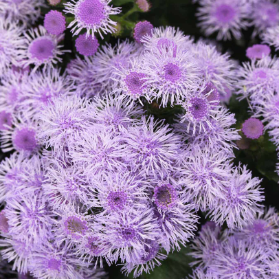 Ageratum Blue Horizon F1 Samen