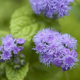 Ageratum Blue Horizon F1 Samen