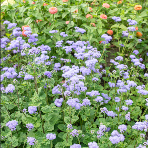 Ageratum Blue Horizon F1 Samen