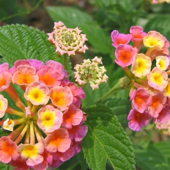 Egrow 30 Stück/Packung Lantana-Samen, Lantana-Camara-Baumplan-Blumensamen, Hausgarten-Samen