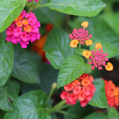 Egrow 30 Stück/Packung Lantana-Samen, Lantana-Camara-Baumplan-Blumensamen, Hausgarten-Samen