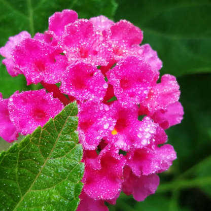 Egrow 30 Stück/Packung Lantana-Samen, Lantana-Camara-Baumplan-Blumensamen, Hausgarten-Samen