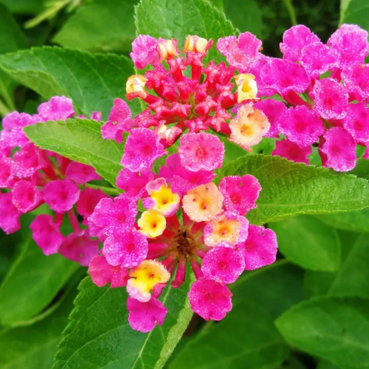 Egrow 30 Stück/Packung Lantana-Samen, Lantana-Camara-Baumplan-Blumensamen, Hausgarten-Samen