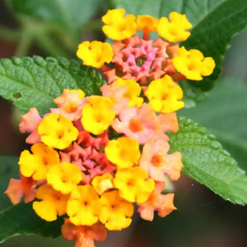 Egrow 30 Stück/Packung Lantana-Samen, Lantana-Camara-Baumplan-Blumensamen, Hausgarten-Samen