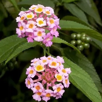 Egrow 30 Stück/Packung Lantana-Samen, Lantana-Camara-Baumplan-Blumensamen, Hausgarten-Samen