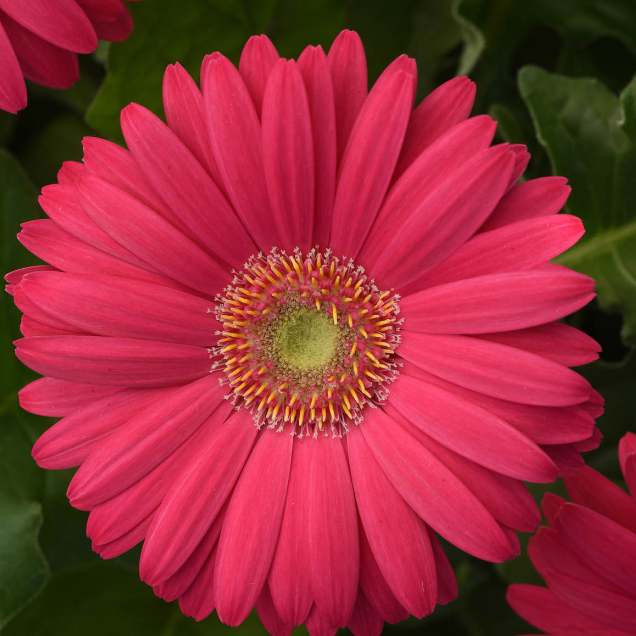 Rosa Gerbera-Blumensamen, Sonnenblumen